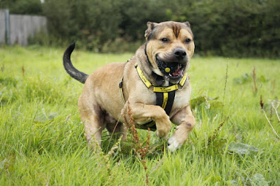 Dogs Trust Bridgend Rehoming Centre - Opiniones