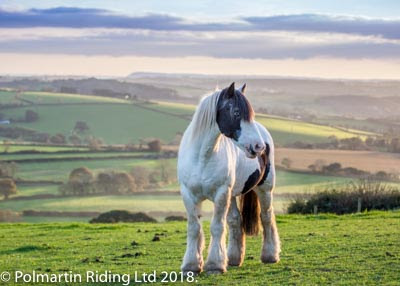 Polmartin Riding Ltd - Opiniones