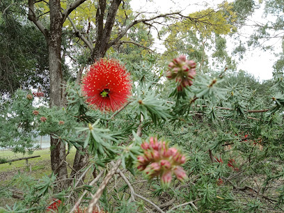 Curtin Primary School - Opiniones